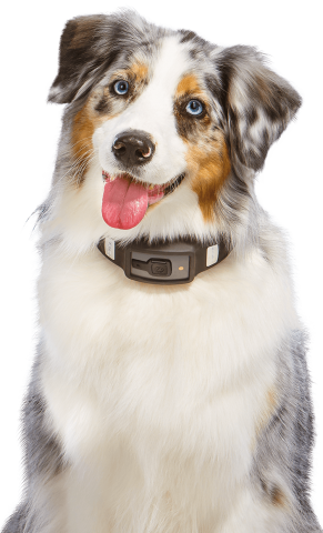 Voyce-Halsband (Bild: i4C Innovations)