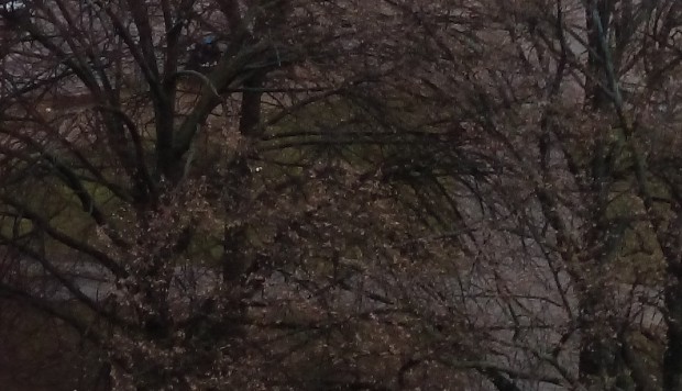 Feine Details wirken allerdings wie beim Xperia Z1 verwaschen. (Bild: Tobias Költzsch/Golem.de)