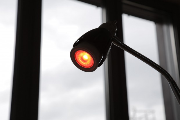 können ihre Farben ändern. (Foto: Nina Sebayang/Golem.de)