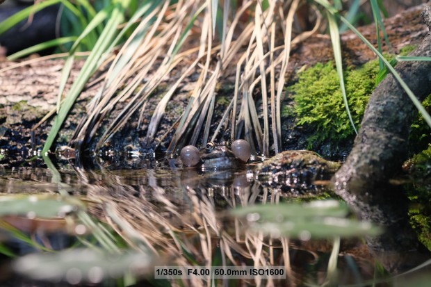 Bilder mit der Fujifilm X-T1 (Bild: Andreas Donath)