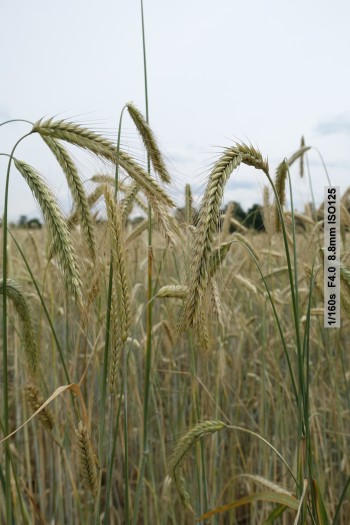 Beispielfotos Sony RX100 III (Bild: Andreas Donath)