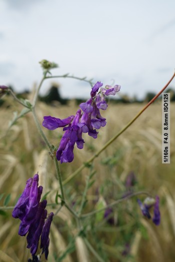 Beispielfotos Sony RX100 III (Bild: Andreas Donath)