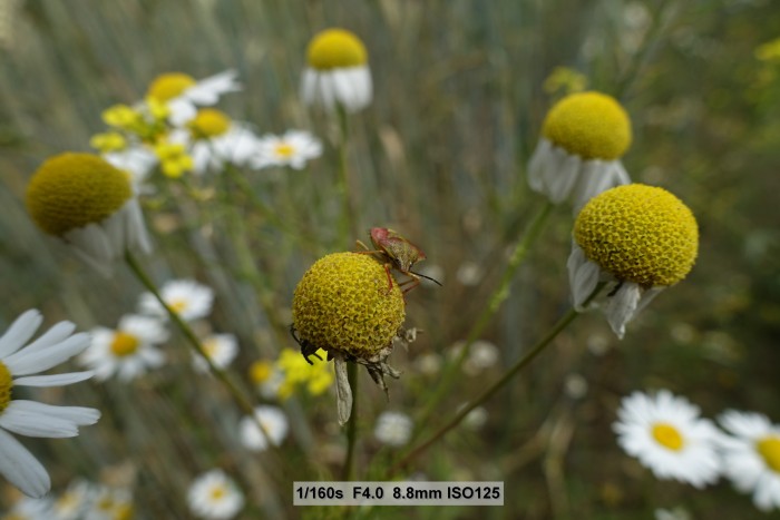 Beispielfotos Sony RX100 III (Bild: Andreas Donath)