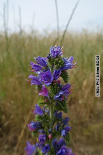 Beispielfotos Sony RX100 III (Bild: Andreas Donath)