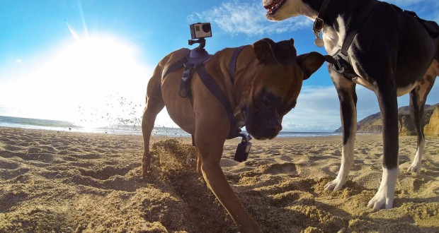 Gopro Fetch Mount auf dem besten Freund des Menschen (Bild: Gopro)