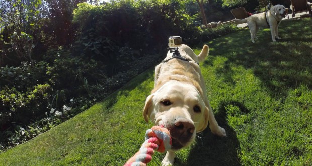 Gopro Fetch Mount (Bild: Gopro)