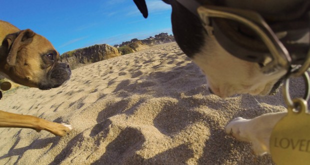 ...  und von der Brust des Hundes aus. (Bild: Gopro)