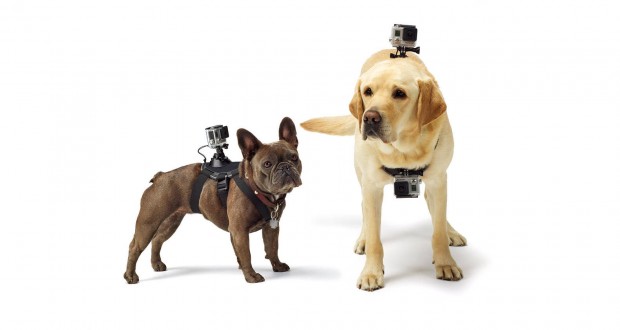 Gopro Fetch Mount (Bild: Gopro)