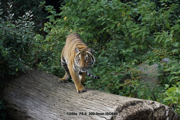 Sony A7S - Beispielbilder (Foto: Andreas Donath)