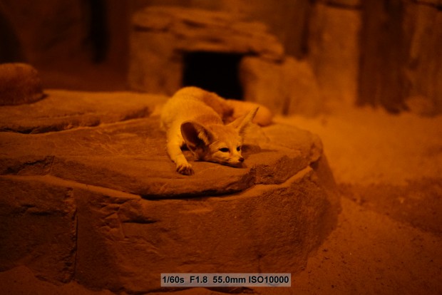 Sony A7S - Foto mit besonders hohem ISO-Wert (Foto: Andreas Donath)