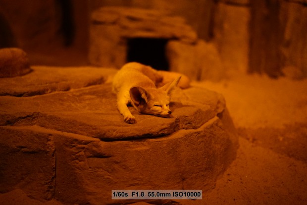 Sony A7S - Foto mit besonders hohem ISO-Wert (Foto: Andreas Donath)