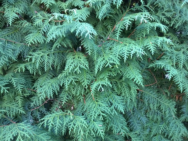 Testfoto Nokia Lumia 930 