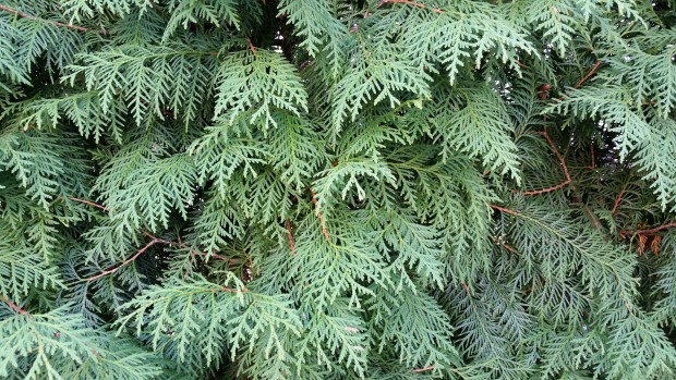 Testfoto Samsung Galaxy S5