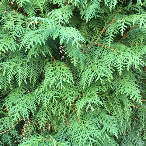 Testfoto iPhone 6 (Bilder: Andreas Donath)