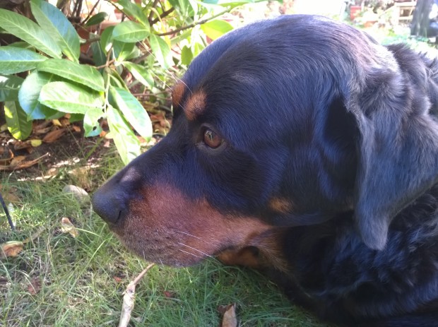 Testfoto Nokia Lumia 930 