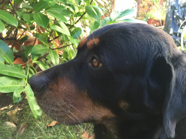 Testfoto iPhone 6 (Bilder: Andreas Donath)