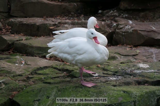 Testfoto Canon Powershot G7 X (Bild: Andreas Donath)