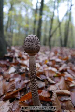 Testbild Panasonic Lumix LX 100 (Bild: Andreas Donath)