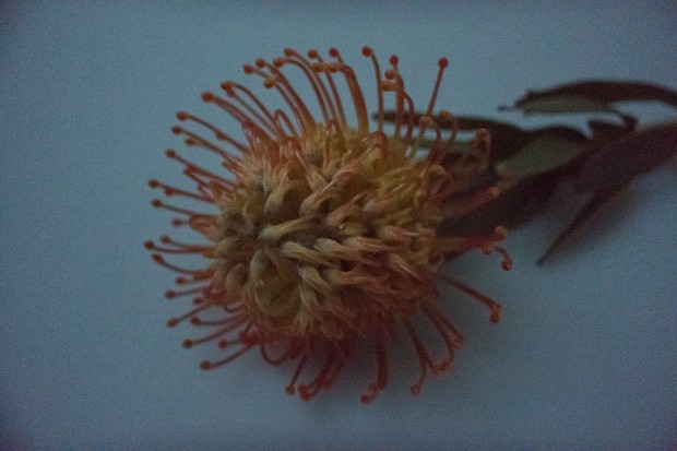 Das CM1 kann entsprechend mit einer Empfindlichkeit von ISO 25.600 (erweiterter Bereich) punkten, rauscht dann aber erwartungsgemäß stark. (Foto: Petra Vogt)
