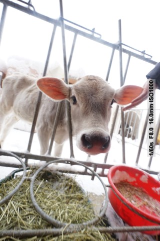 Sony Alpha 7 II (Bild: Andreas Donath)