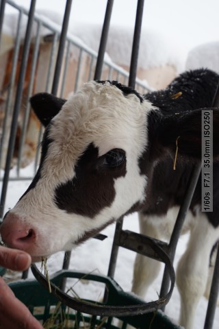 Sony Alpha 7 II (Bild: Andreas Donath)