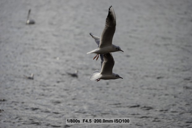 Nicht immer sitzt der Autofokus so gut. (Bild: Andreas Donath)