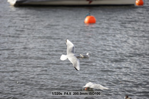 Nicht immer sitzt der Autofokus so gut. (Bild: Andreas Donath)