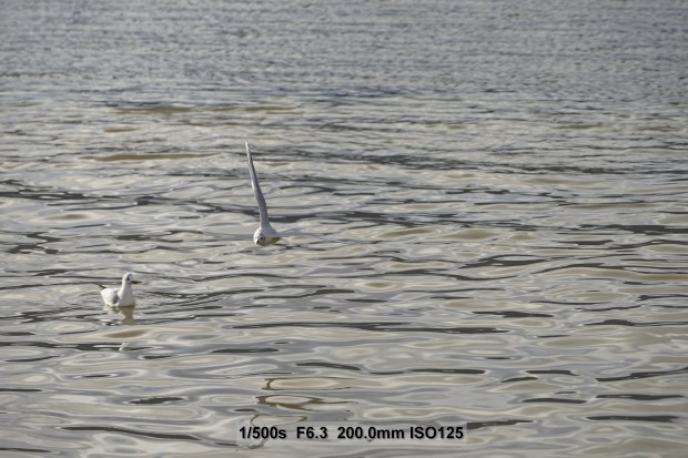 Sony Alpha 7 II (Bild: Andreas Donath)