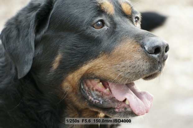 (Bild: Andreas Donath)