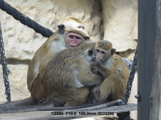 Testbild Olympus OM-D E-M5 Mark II (Bild: Andreas Donath)