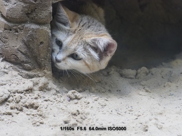 Testbild Olympus OM-D E-M5 Mark II (Bild: Andreas Donath)