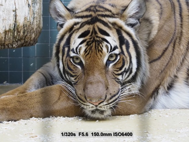 Testbild Olympus OM-D E-M5 Mark II (Bild: Andreas Donath)