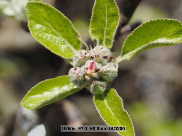 Testbild Olympus OM-D E-M5 Mark II (Bild: Andreas Donath)