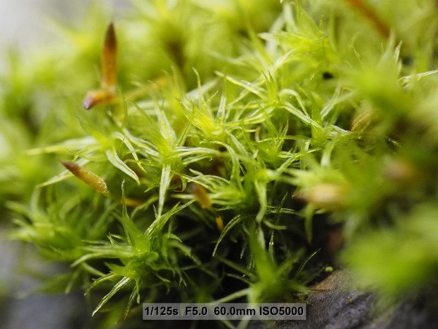 Testbild Olympus OM-D E-M5 Mark II (Bild: Andreas Donath)