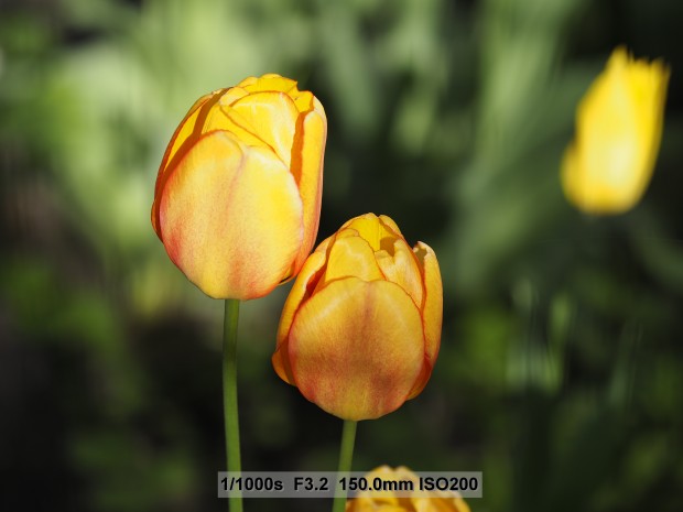 Testbild Olympus OM-D E-M5 Mark II (Bild: Andreas Donath)