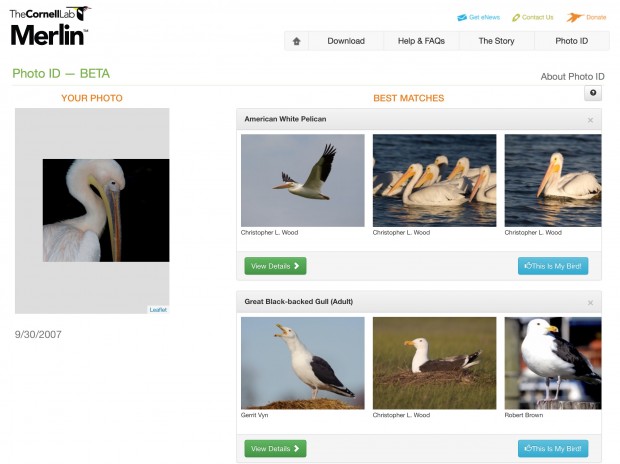 Merlin Bird Photo ID (Bild: Andreas Donath/Cornell University)