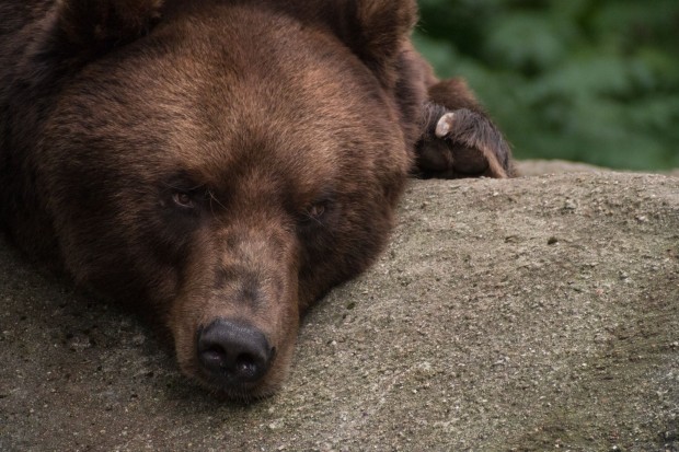 Dösende Tiere eignen sich gut zum Digiskopieren. (Foto: Werner Pluta/Golem.de)