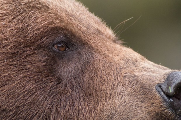Digiskopie schafft Nähe aus der Entfernung. (Foto: Werner Pluta/Golem.de)