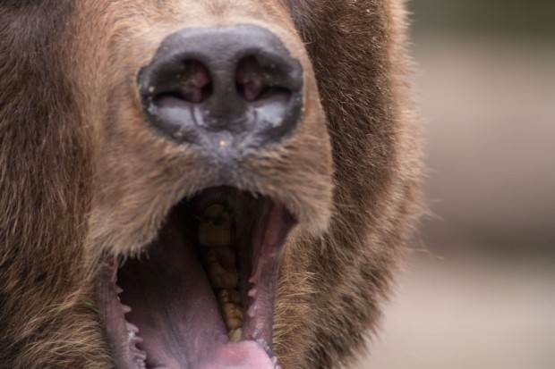 Wie nah darf es denn sein? (Foto: Werner Pluta/Golem.de)