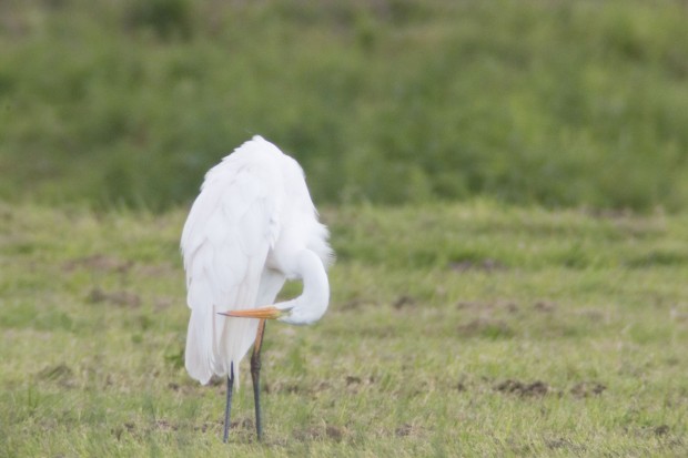 Fokussiert wird manuell, was nicht ganz einfach ist. (Foto: Werner Pluta/Golem.de)
