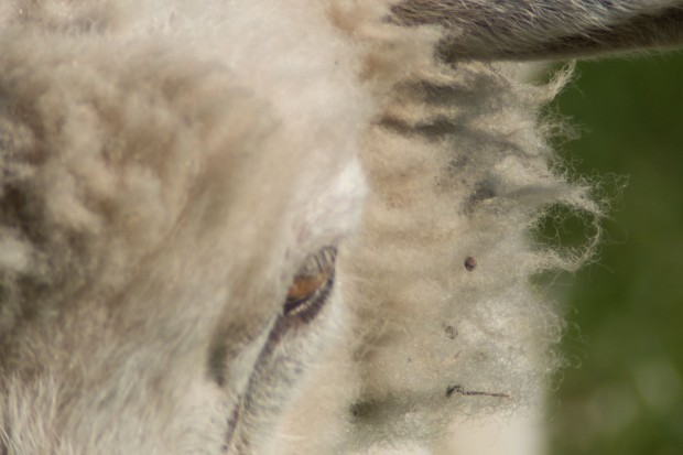 Der Schärfebreich ist sehr klein. Der Schärfepunkt wird schnell verpasst. Hier liegt er hinter dem Auge. (Foto: Werner Pluta/Golem.de)