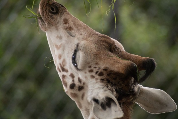 Mit etwas Geduld und Übung klappt es aber. (Foto: Werner Pluta/Golem.de)
