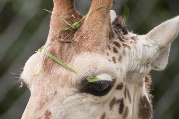 Dann gelingen schöne Aufnahmen - im Zoo, ... (Foto: Werner Pluta/Golem.de)