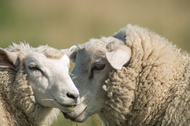 ... auf dem Deich ... (Foto: Werner Pluta/Golem.de)