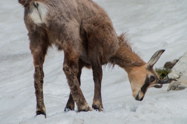 ... oder im Gebirge. (Foto: Werner Pluta/Golem.de)