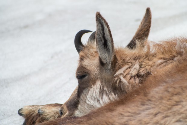 Da der Digiskopierer weit genug von der Gams weg ist, ... (Foto: Werner Pluta/Golem.de)
