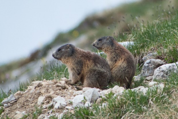 Auch die Murmeltiere... (Foto: Werner Pluta/Golem.de)