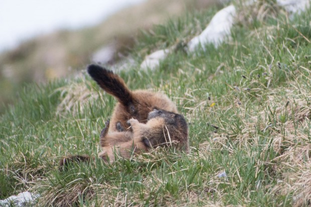 ... kümmern sich nicht um den Menschen. (Foto: Werner Pluta/Golem.de)