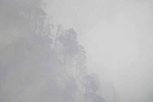 Digiskopieren lassen sich aber auch andere Motive: Bäume im Nebel zum Beispiel. (Foto: Werner Pluta/Golem.de)