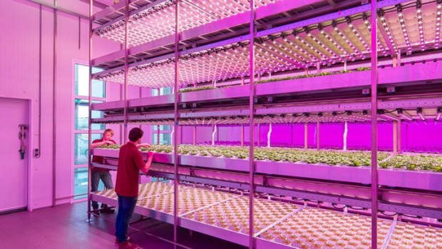 Vertical Farming: Der Wolkenkratzer wird zum Gemüsebeet ...